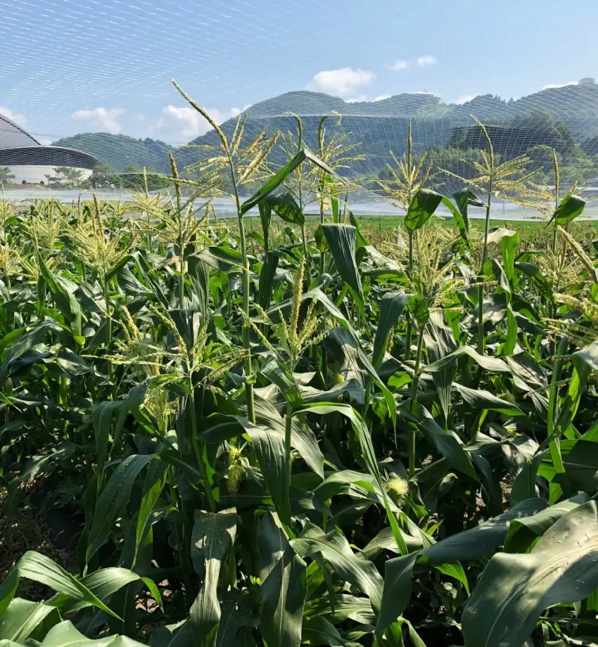 なかしま農園のもち麦は、特別栽培・自然農法・産地直送